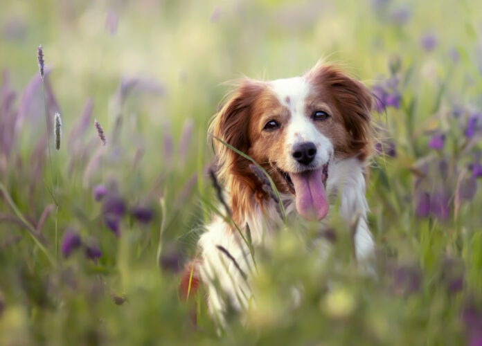 photo-of-dog-in-field-using-Tinder-for-dogs-invented-by-Dutch-vet
