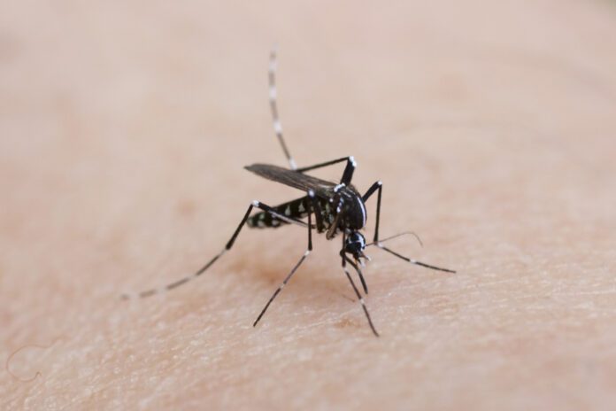 photo-of-Tiger-mosquito-biting-arm