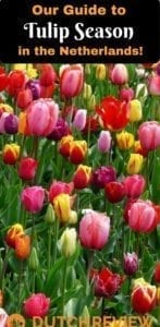 How to see the beautiful tulips of the Netherlands for free!