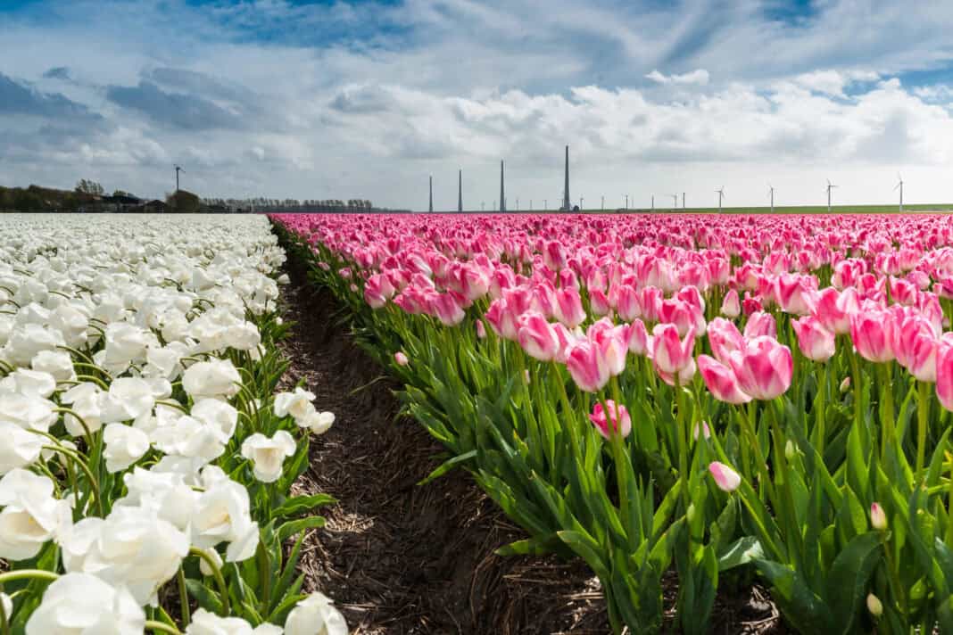 A-picture-of-a-tulip-field-in-the-Netherlands