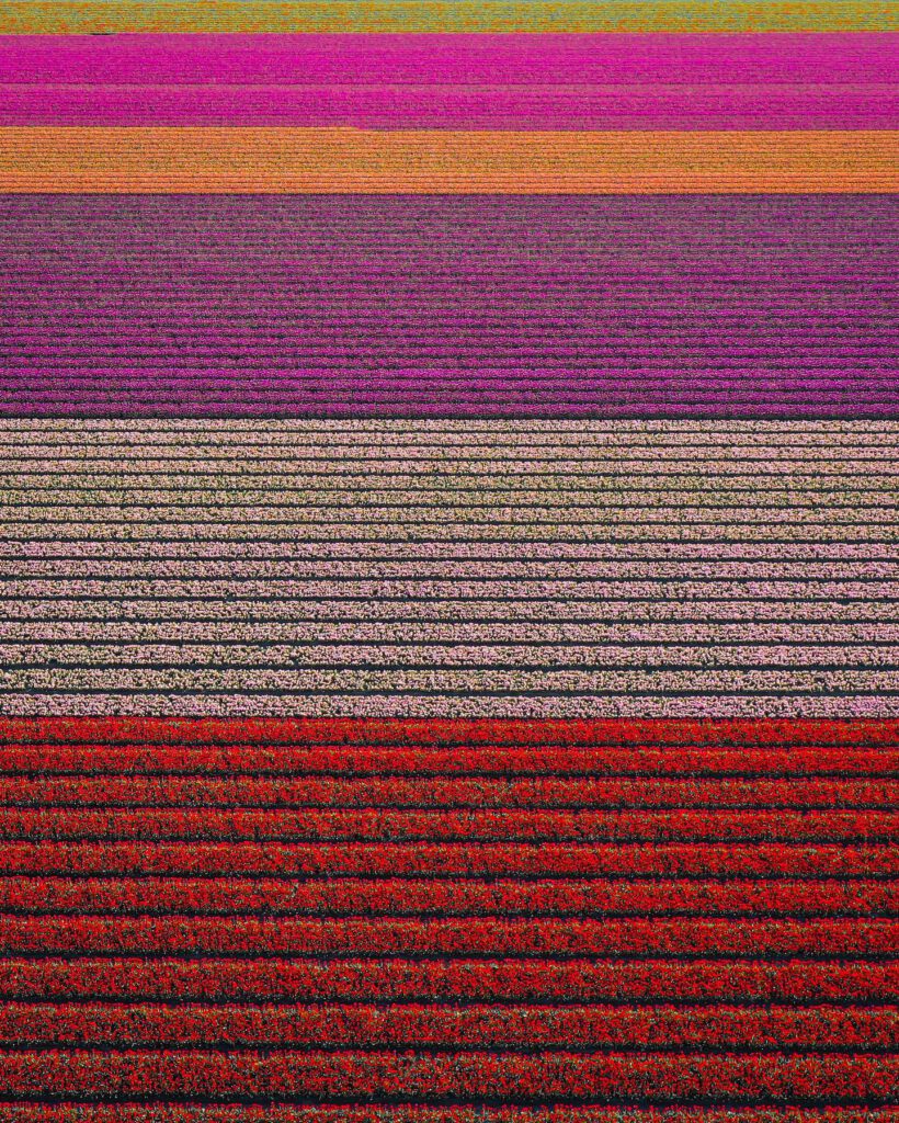 tulip-fields-Netherlands-photography