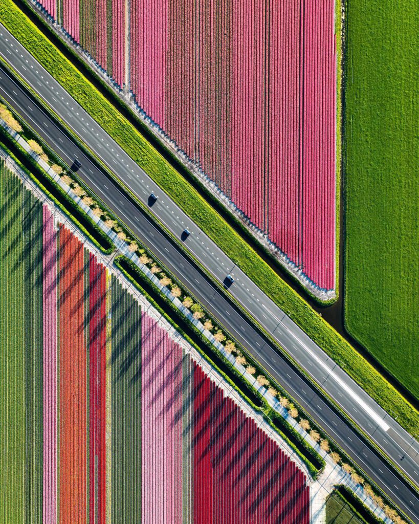 Dutch-tulip-fields-drone-photography