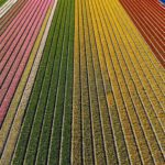 Amazing drone shots of Dutch tulip fields: photo report
