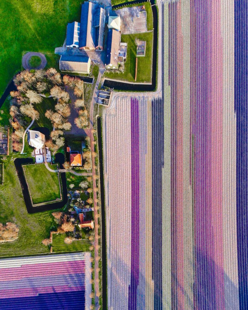 Colourful-dutch-tulip-fields-near-town-drone-photography