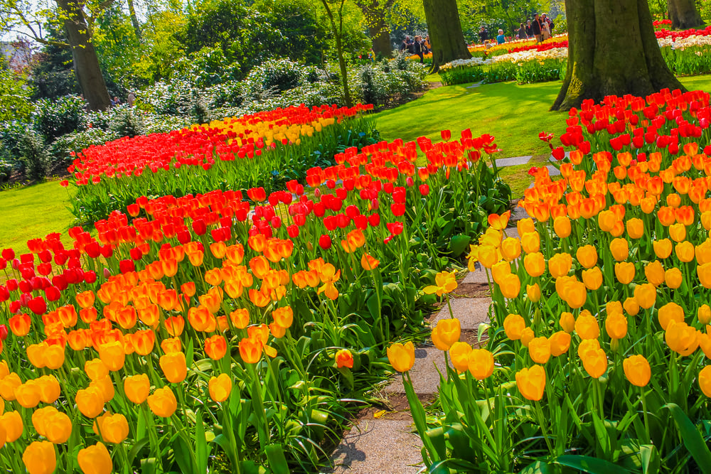 Yellow-orange-and-red-tulips-in-de-keukenhod-lisse