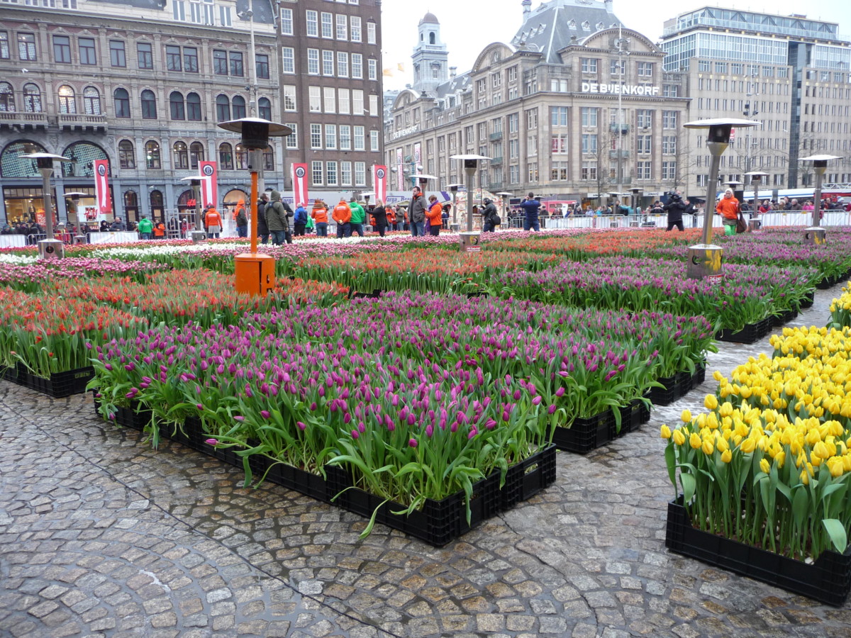 Amsterdam Flower Season 2019 | Best Flower Site