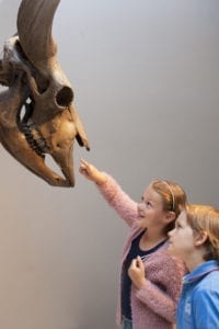 child pointing to dinosaur head in the Natuurmuseum Brabant