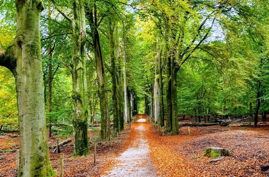 forrest-path-surrounded-by-rows-of-green-trees-in-the-Netherlands