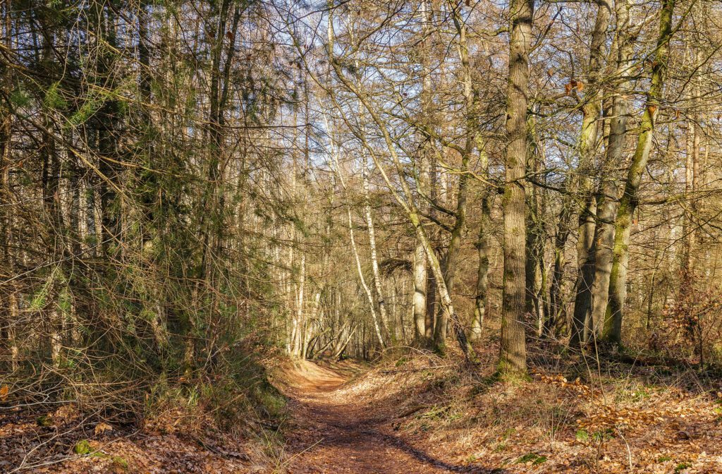 dutch-forest-path