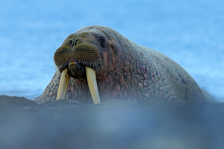Far from the Arctic: an off-track walrus spotted on a Dutch island