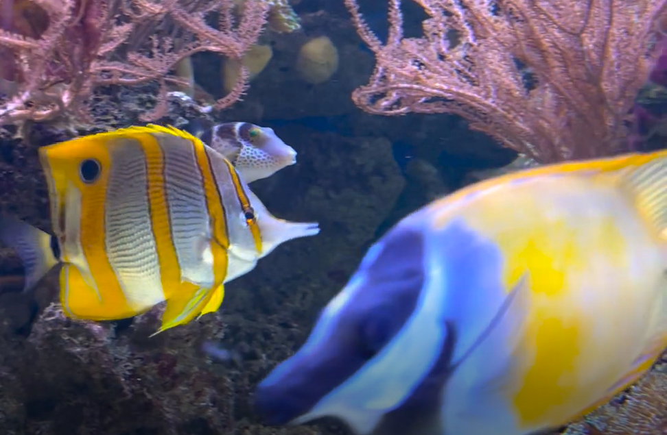 Fish-in-aquarium-at-SEALIFE-Scheveningen-The-Hague