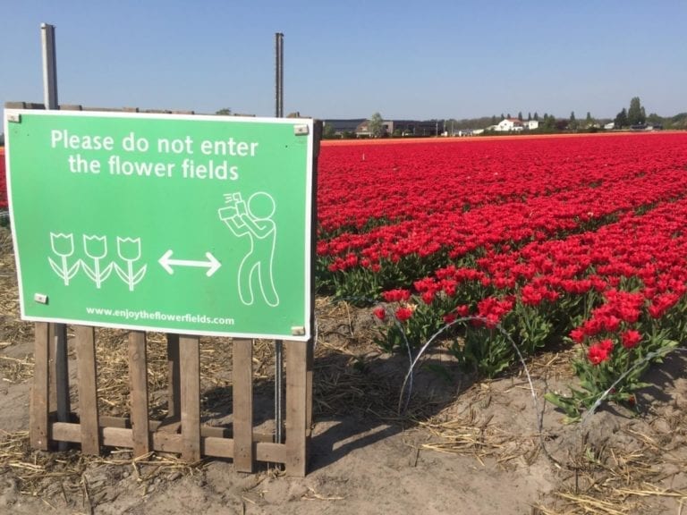 Keukenhof and Kinderdijk this Easter: Clogged roads, accidents, fenced-off tulips and severe overcrowding