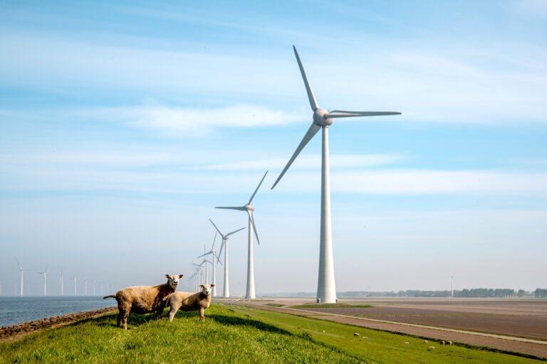Two-sheep-standing-on-a-sea-wall-in-the-Netherlands-with-wind-turbines-and-blue-sky