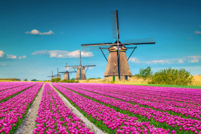 Row-of-windmills-with-bright-blue-sky-next-to-field-of-purple-tulips