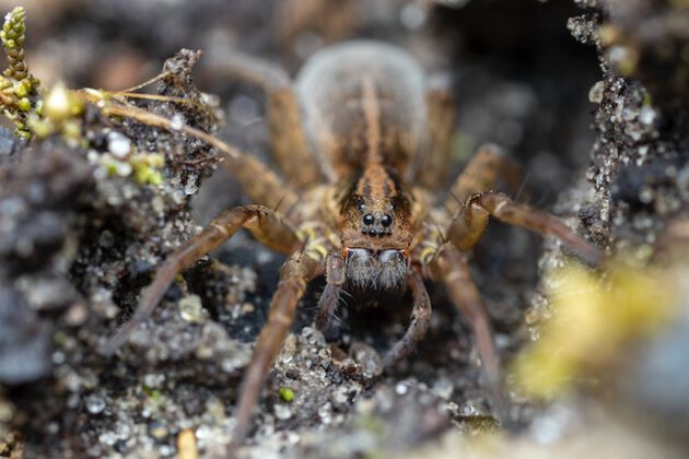 More and more Dutch are spotting false wolf spiders in their homes and ...