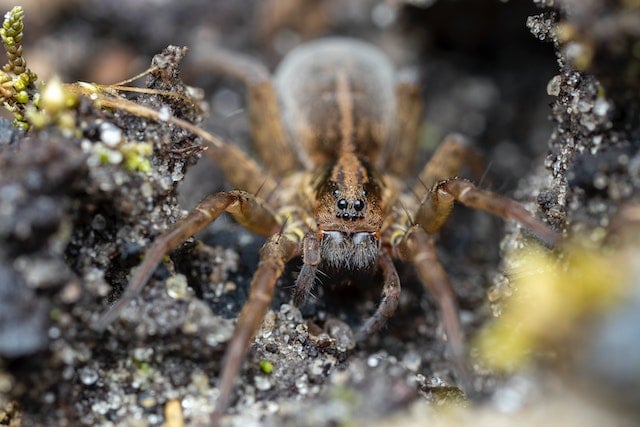 picture-of-wolf-spider
