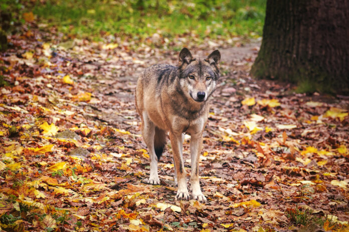 grey-wolf-in-the-dutch-autum-forest