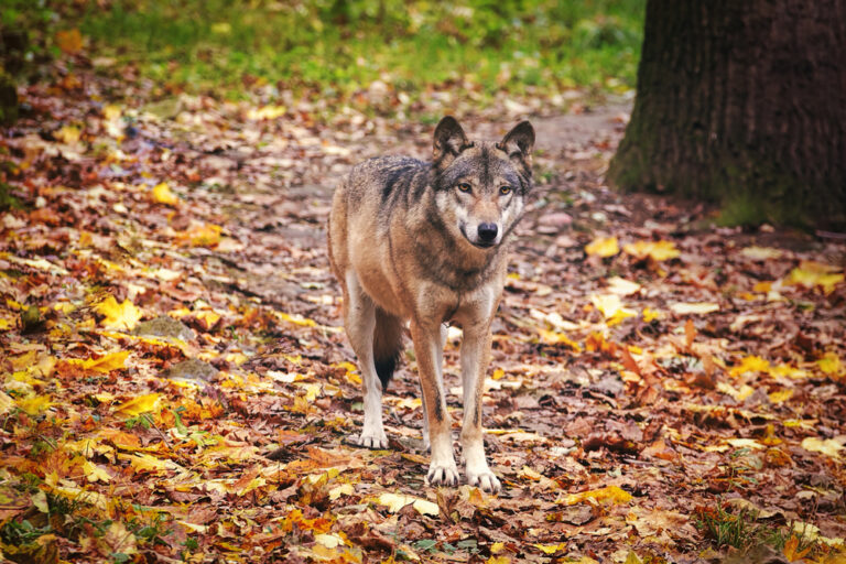 The Dutch have decided wolves are becoming too friendly, time for paint guns