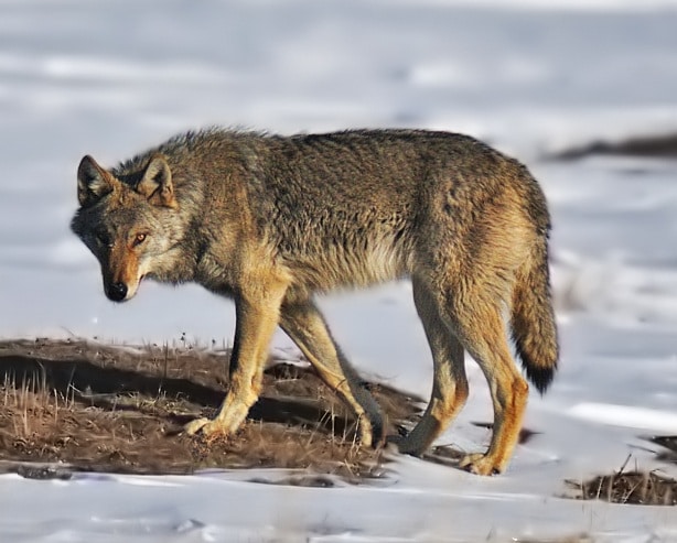 Return of the Wolf – Will the Howl return to the Forests of Holland?