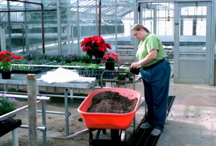greenhouse worker with plants
