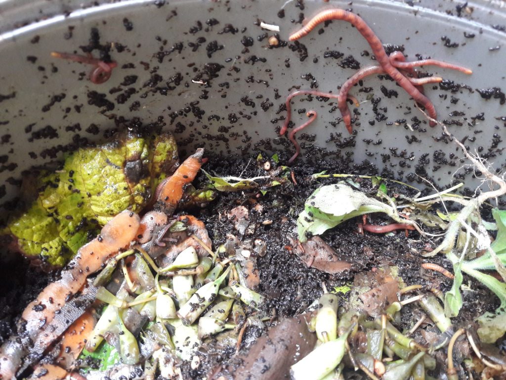 Photo of vermicompost