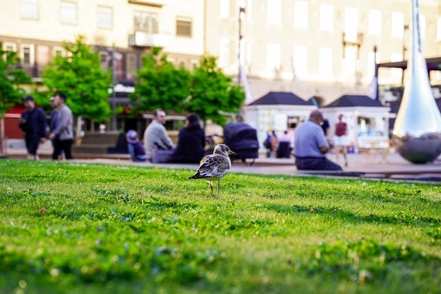young seagull on grass