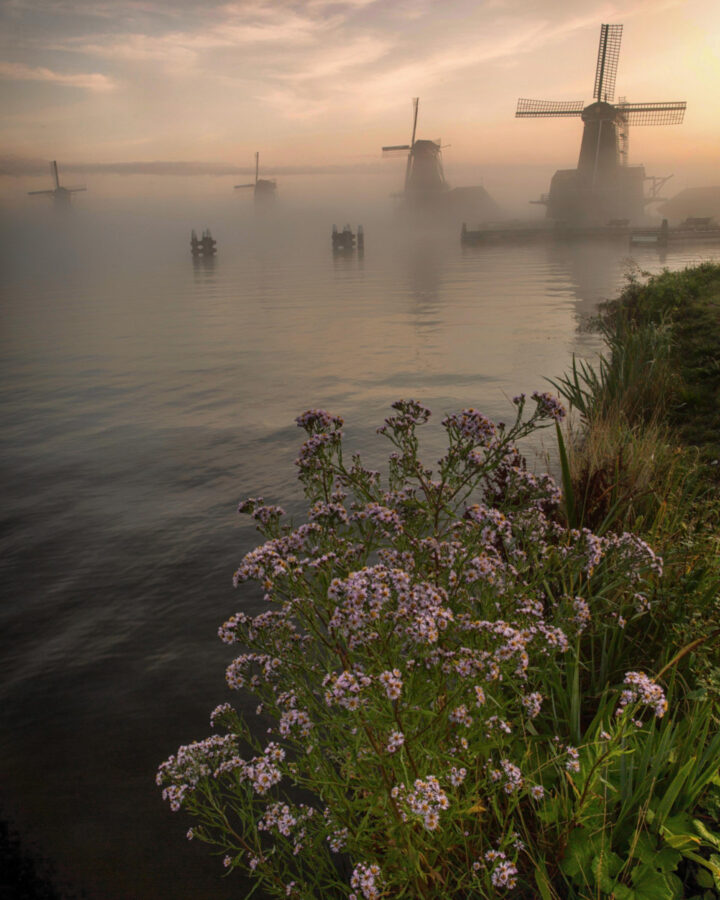 Windmills at the Zaanse Schans on a foggy morning