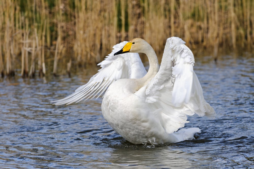 a-whooper-swan-flapping-its-wings-in-the-wetlands-of-giethoorn