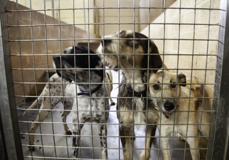 Dutch authorities rescue 72 neglected dogs from a farmhouse in Friesland