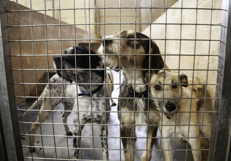 Dutch authorities rescue 72 neglected dogs from a farmhouse in Friesland