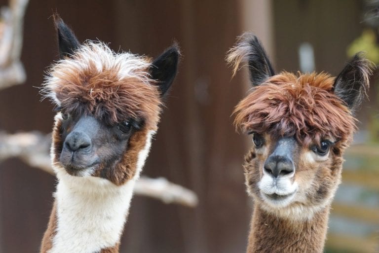 Number of alpacas in the Netherlands has doubled in five years