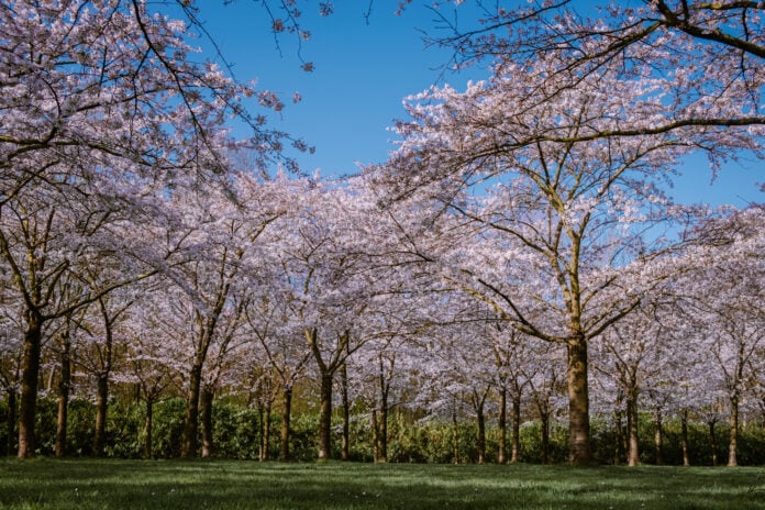 photo-of-amstelveen-cherry-blossom-trees-as-park-named-europes-best-for-blossom