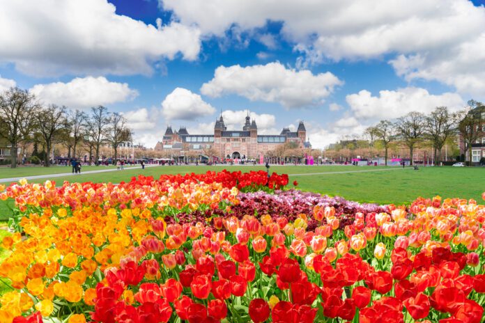 photo-of-amsterdam-museumplein-with-tulips-in-the-foreground-and-rijksmuseum-in-the-background-on-a-sunny-day