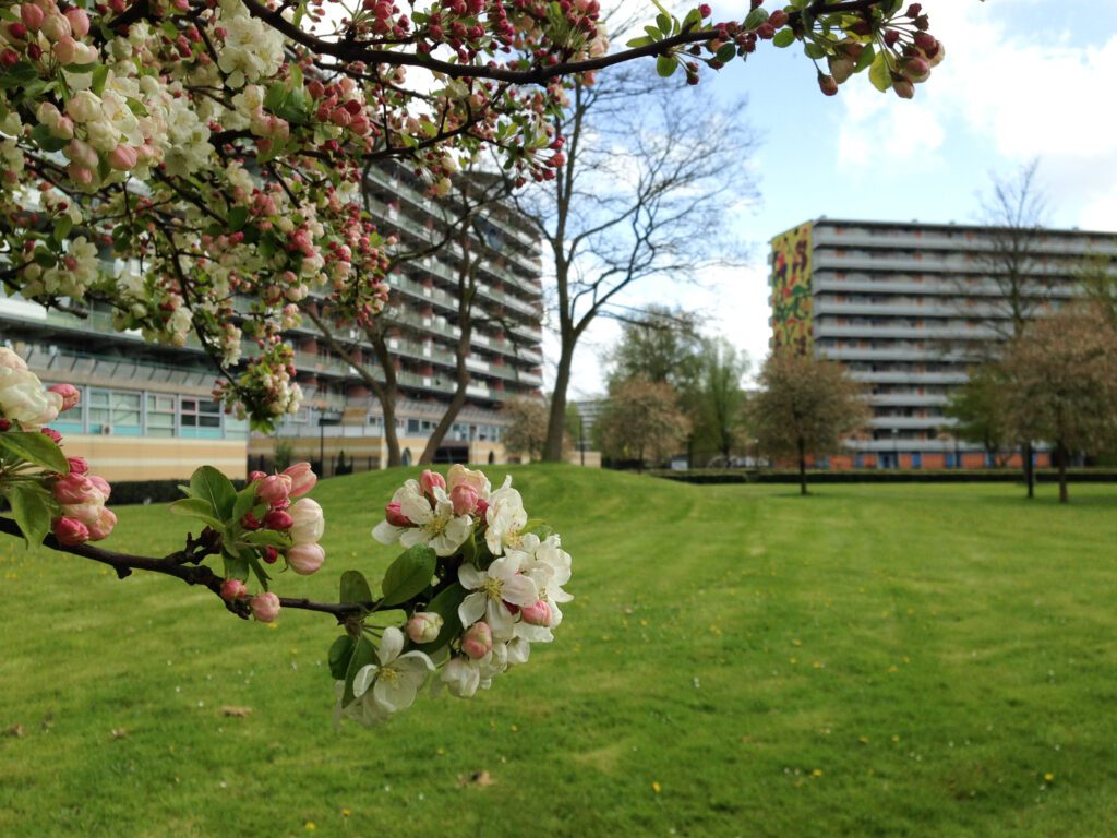 Branches-with-white-spring-blossom-in-Amsterdam-zuidoost