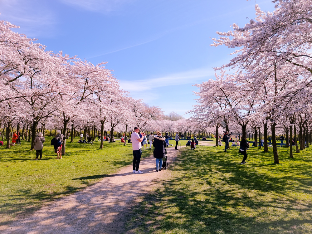 photo-cherry-blossoms-in-forest-amsterdamse-bos