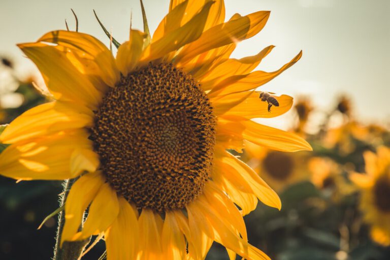 Bee-ing happy: how the Netherlands keeps its buzz