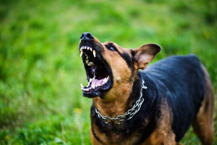 angry-dog-baring-teeth-and-barking-wearing-metal-chain-around-neck-against-grass-background