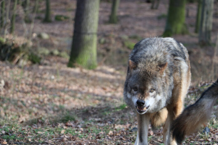 photo-of-angry-wolf-scowling-in-forest