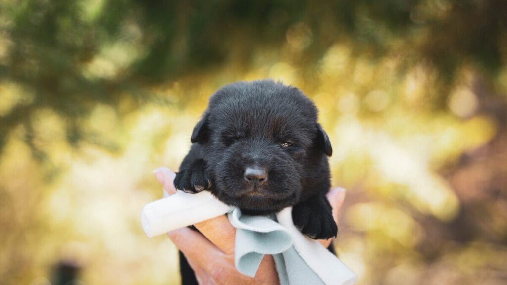 photo-of-puppy-bought-in-scramble-for-puppies-in-Netherlands