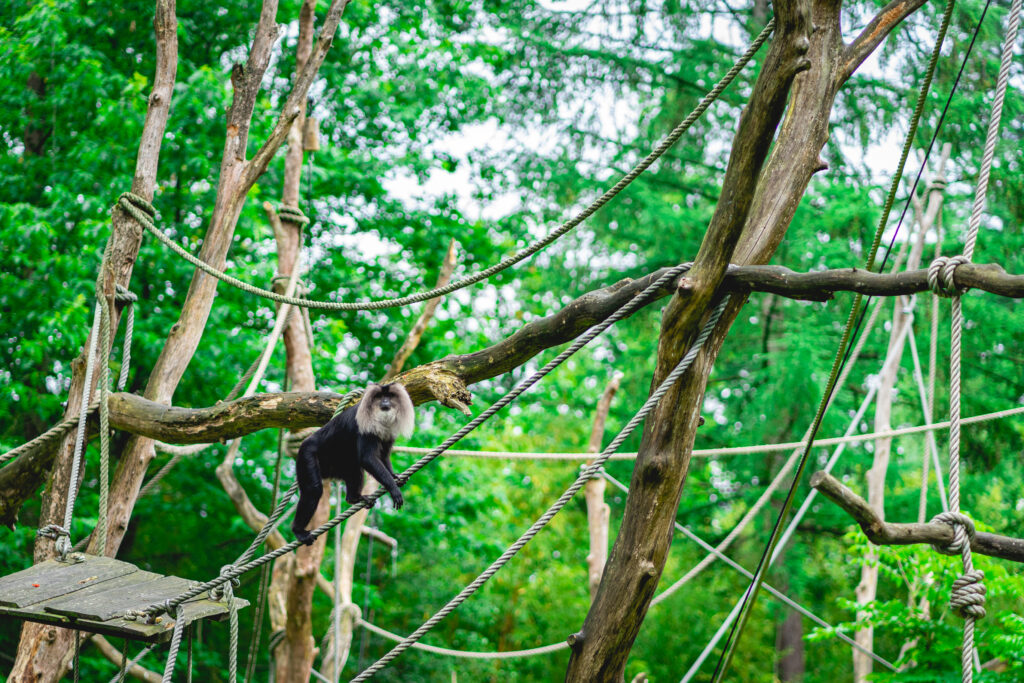 photo-of-monkey-climbing-among-the-trees-at-apenheul-monkey-park