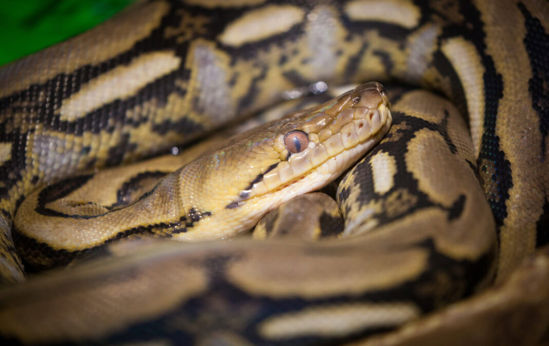 asian-reticulated-python-curled-up-and-looking-at-camera
