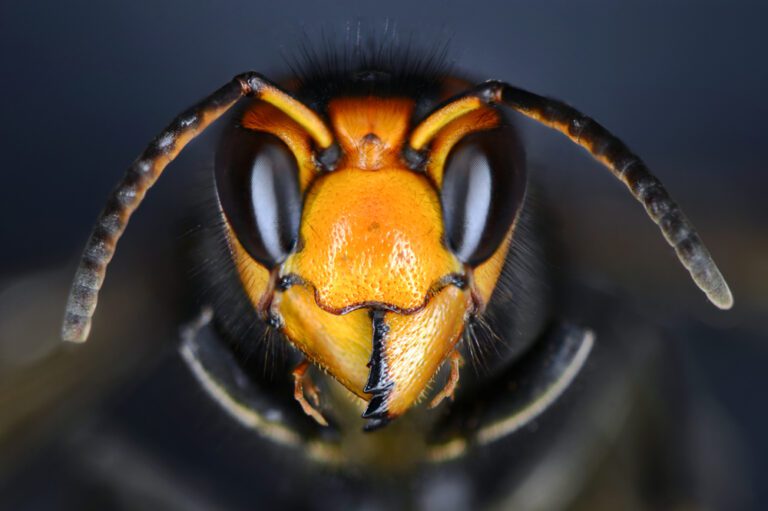 Lock the doors, seal the windows: Asian hornets are in the Netherlands&nbsp;