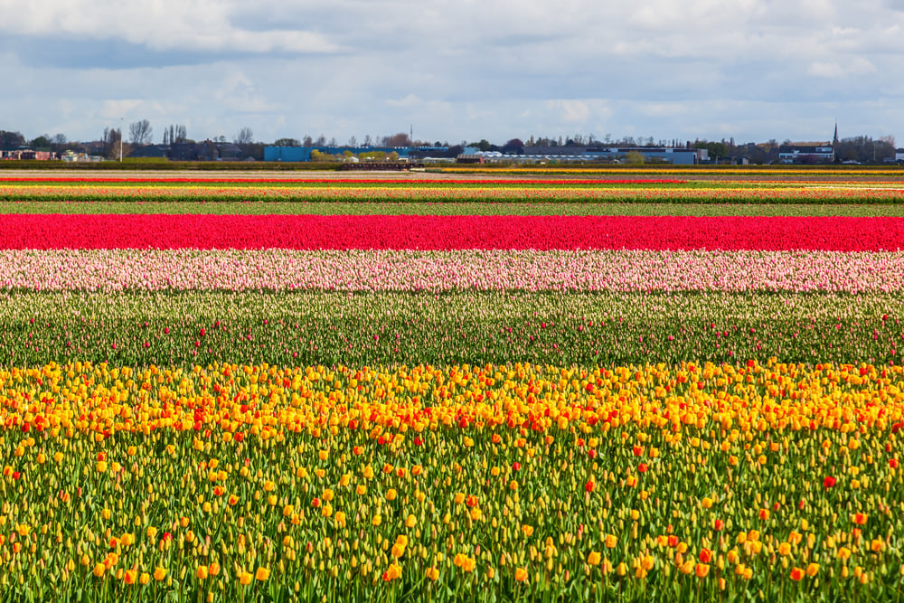 authentic-dutch-villages-visit-lisse-tulip-fields
