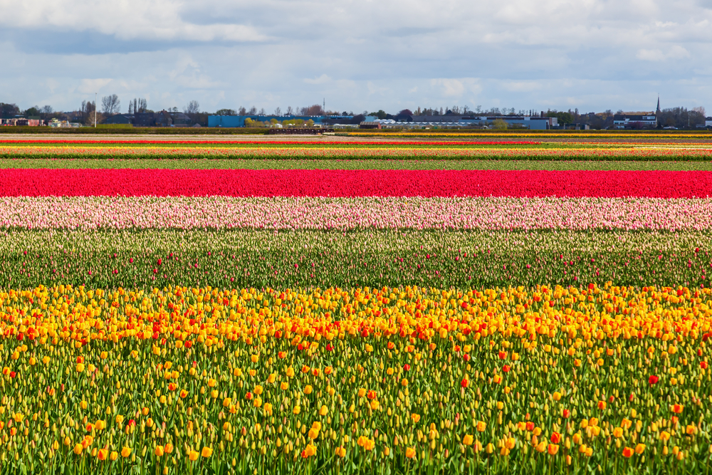 photo-of-one-of-authentic-dutch-villages-lisse-tulip-fields