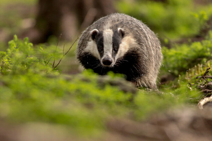 photo-of-badger-in-natural-habitat