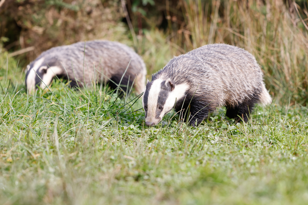 Badgers-in-the-Netherlands-blocking-trains-in-Friesland