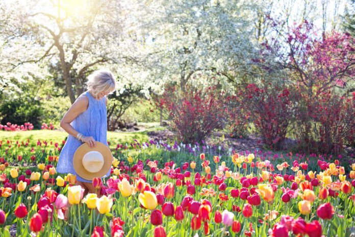 tulips-netherlands-garden