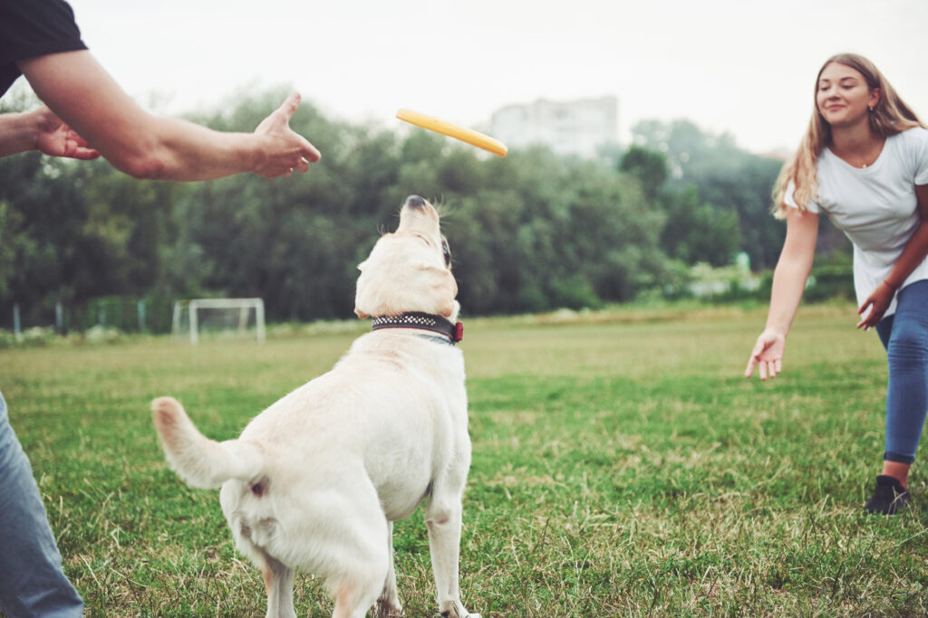 Young-girl-playing-frisbee-with-her-dog-at-a-park