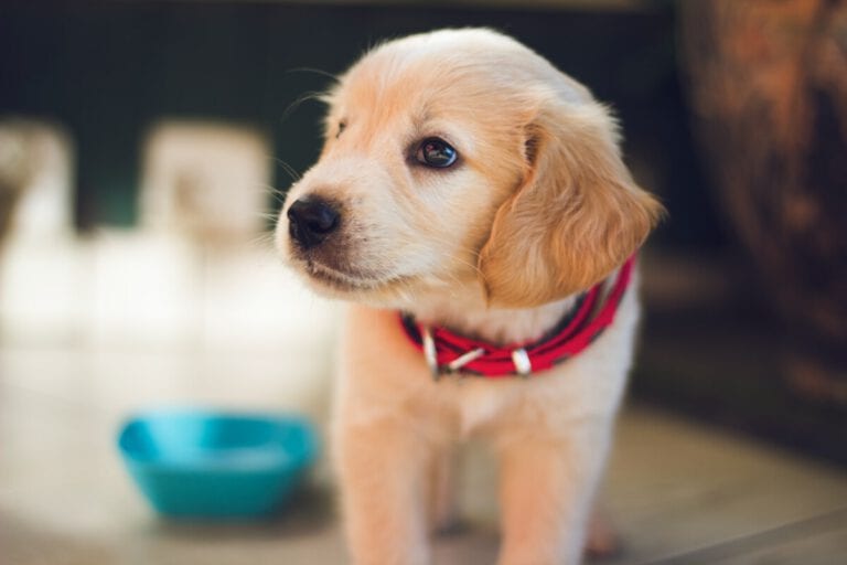 Coronavirus and the unexpected Dutch puppy crisis of 2020