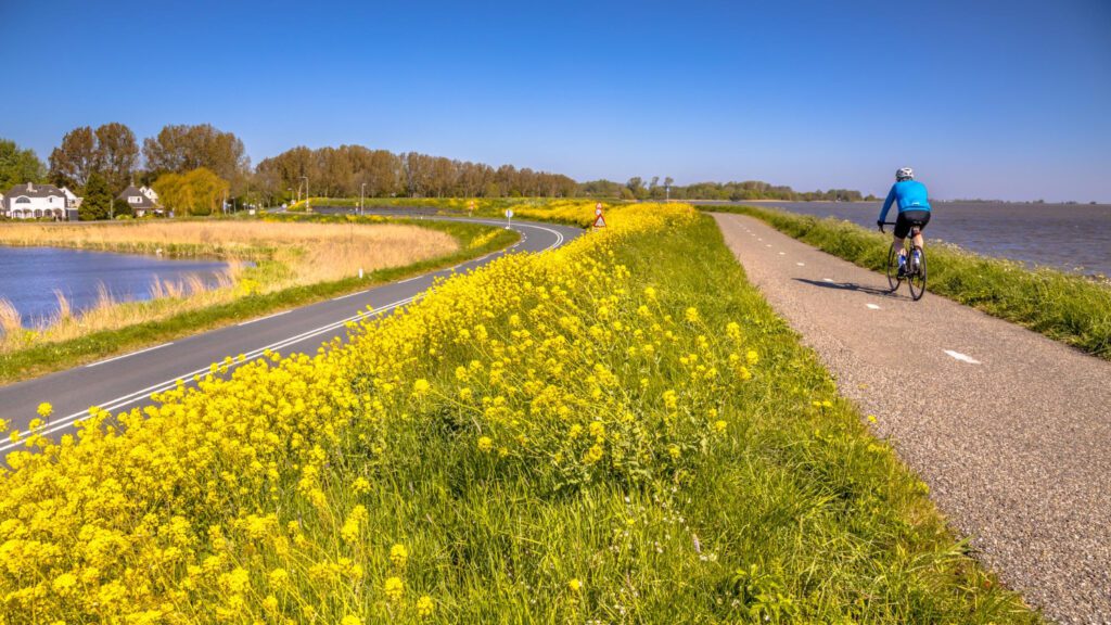 photo-of-cyclist-in-dutch-countryside-with-yellow-flowers